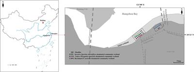 Carbon, Nitrogen, and Phosphorus Stoichiometry and Plant Growth Strategy as Related to Land-Use in Hangzhou Bay Coastal Wetland, China